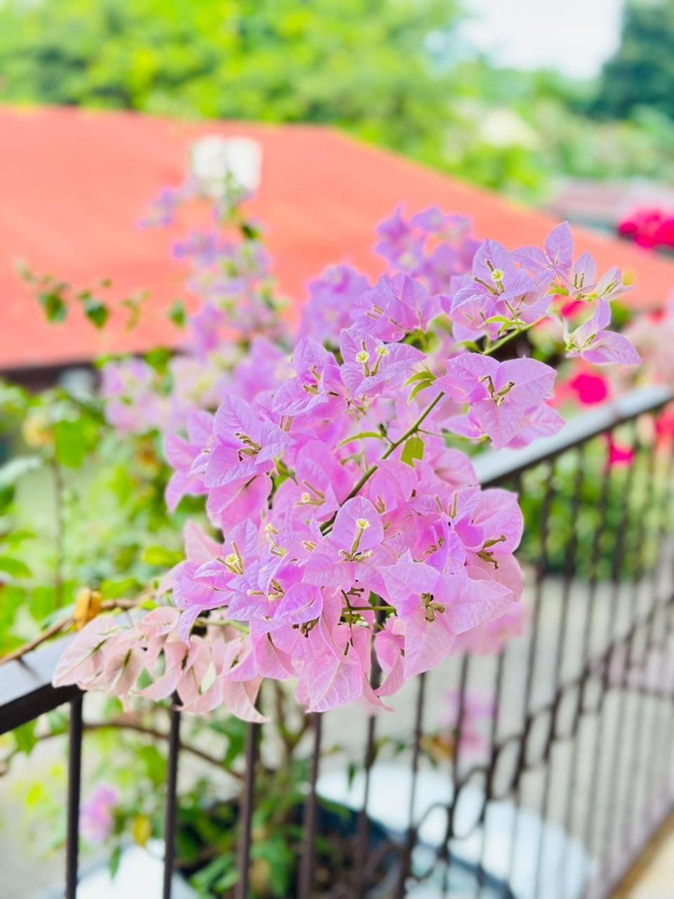 Hotel La Fiore De Bahia อูวีตา ภายนอก รูปภาพ